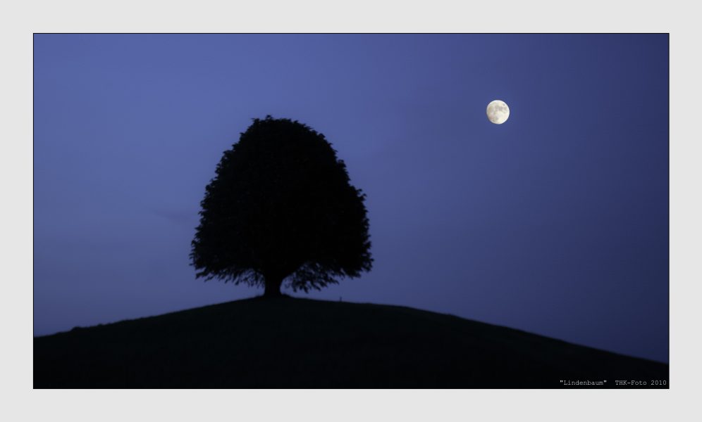 Lindenbaum in der Nacht